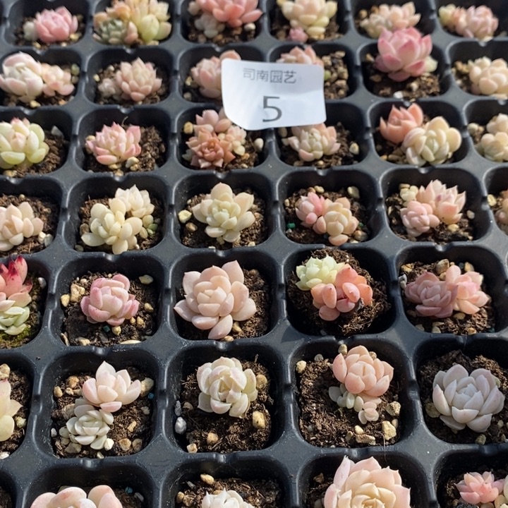 5 多肉植物盆栽花卉