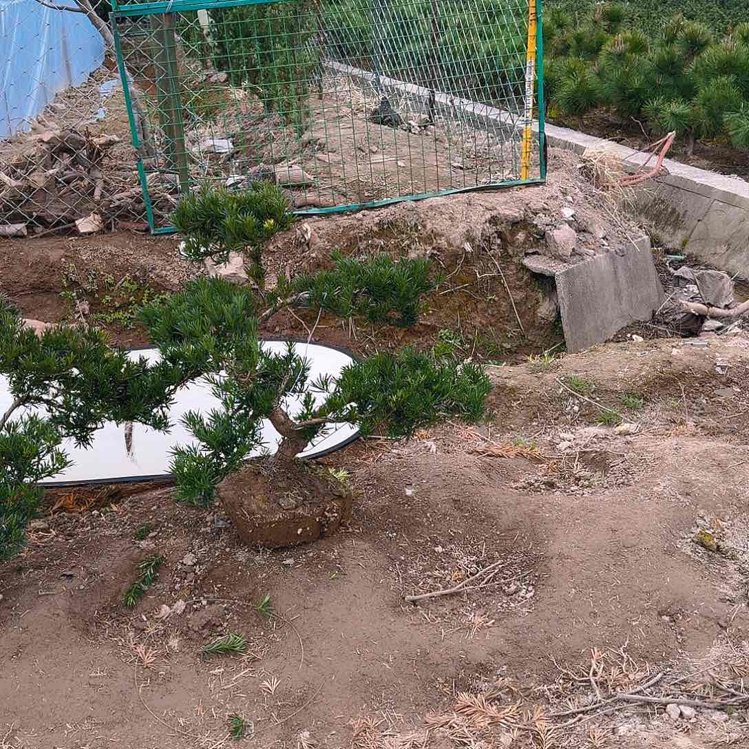 罗汉松盆景艺术清****0