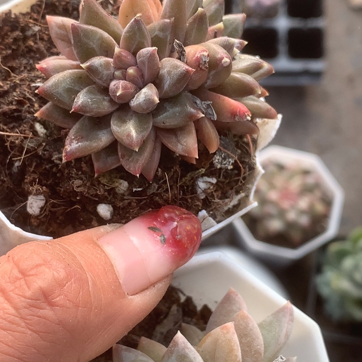 k钻美人 双。 一物一拍。包邮