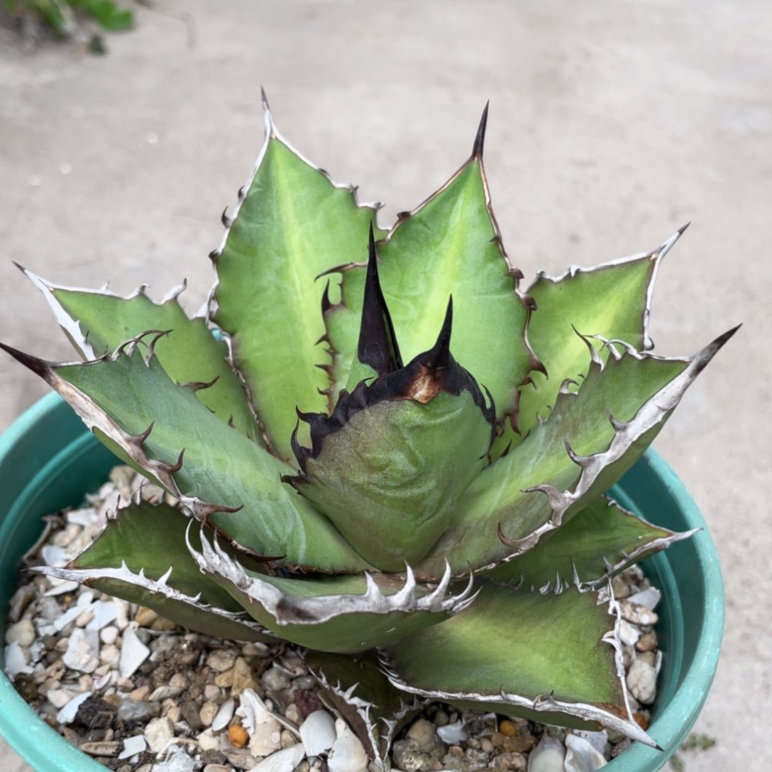 黑火焰，龙舌兰一物一拍