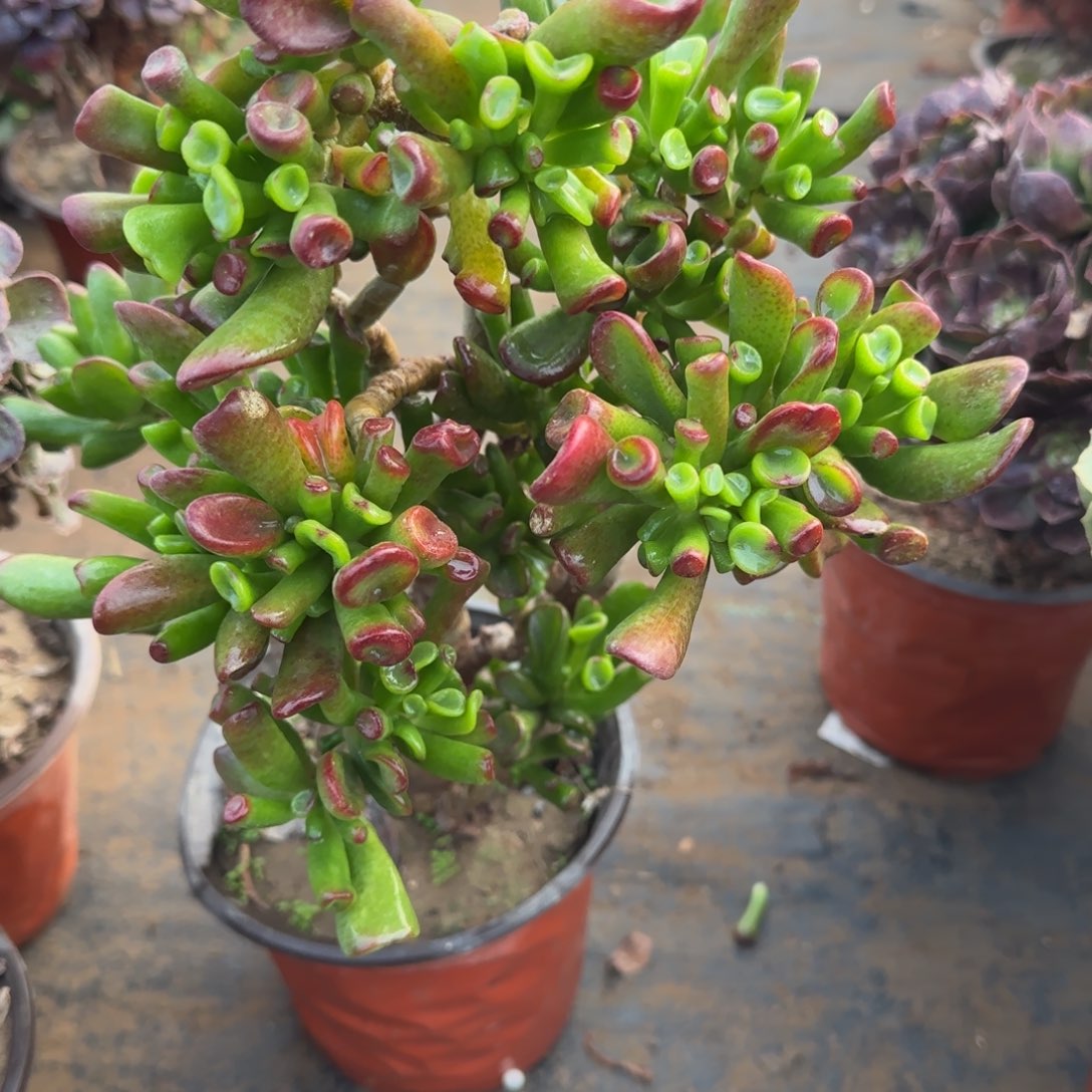 吸财树丛林不确定整散036满20包邮断枝不包