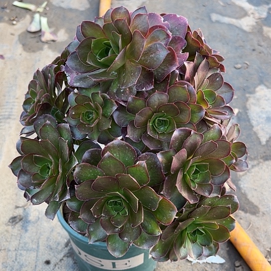 多肉植物瑰金玫瑰8