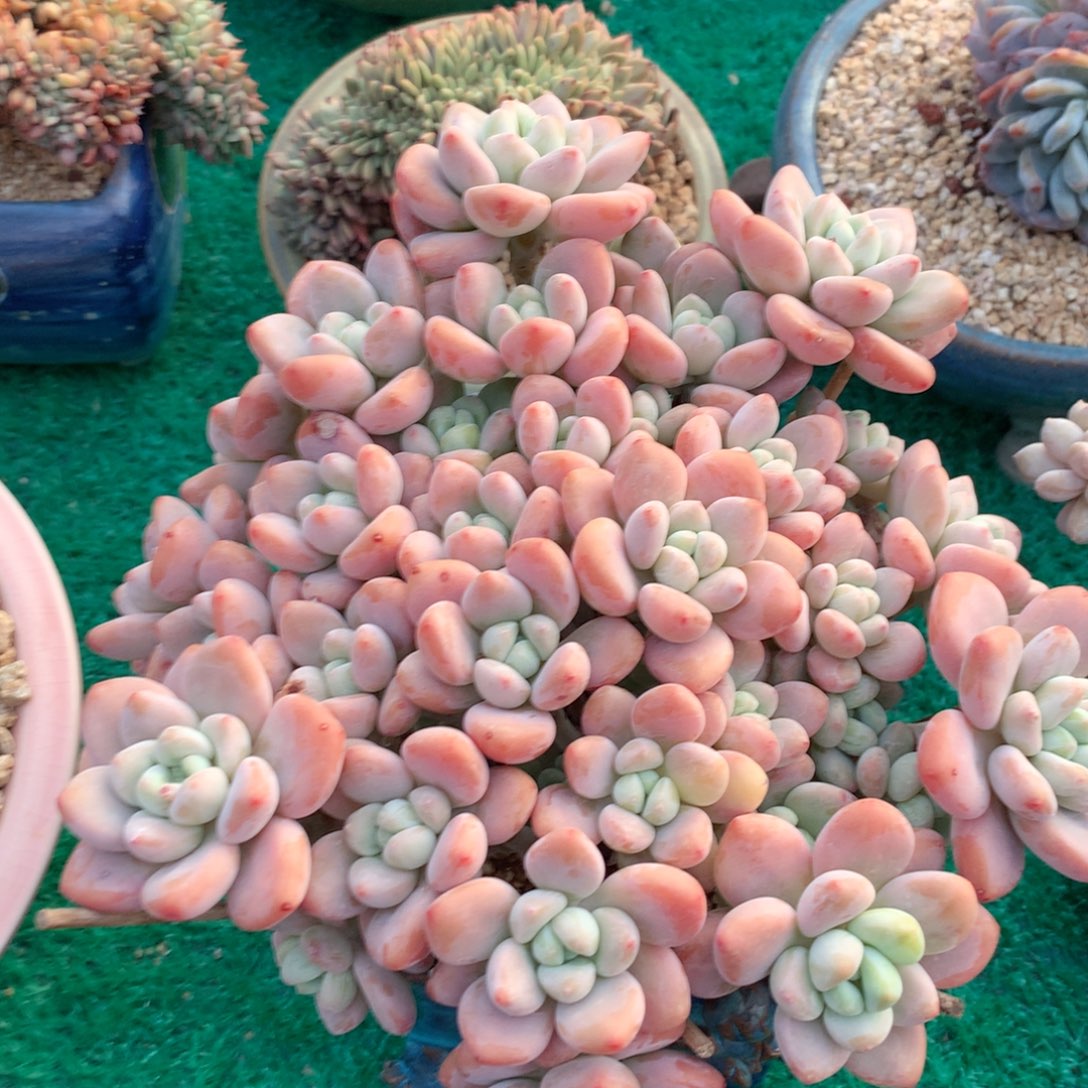 多肉植物一物一拍红洛神