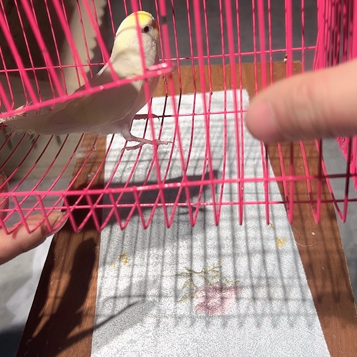 虎皮鹦鹉特色大头