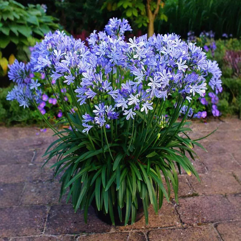 进口百子莲盆栽苗庭院阳台花卉多年生宿根易养活四季常绿冬季耐寒