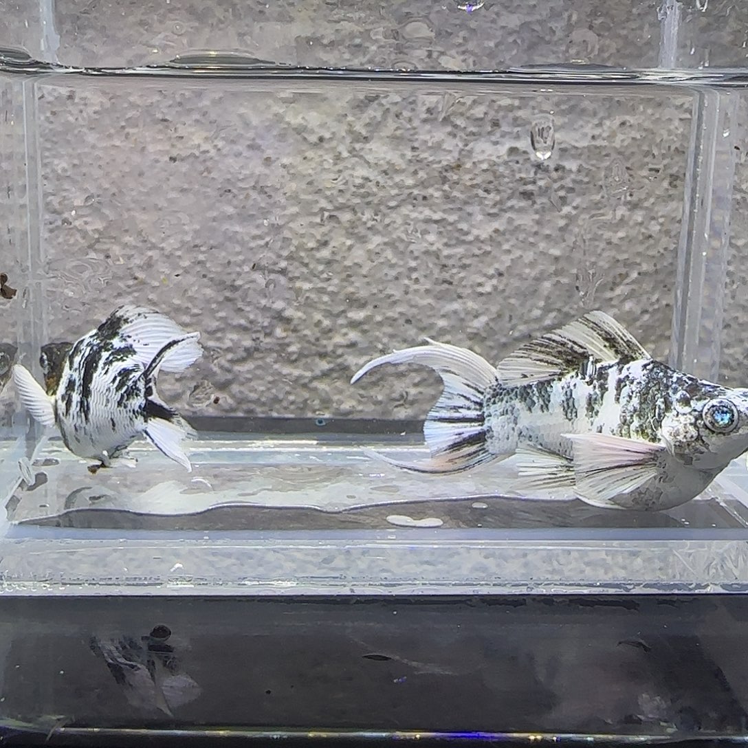 黑玛丽鱼水墨玛丽。22号