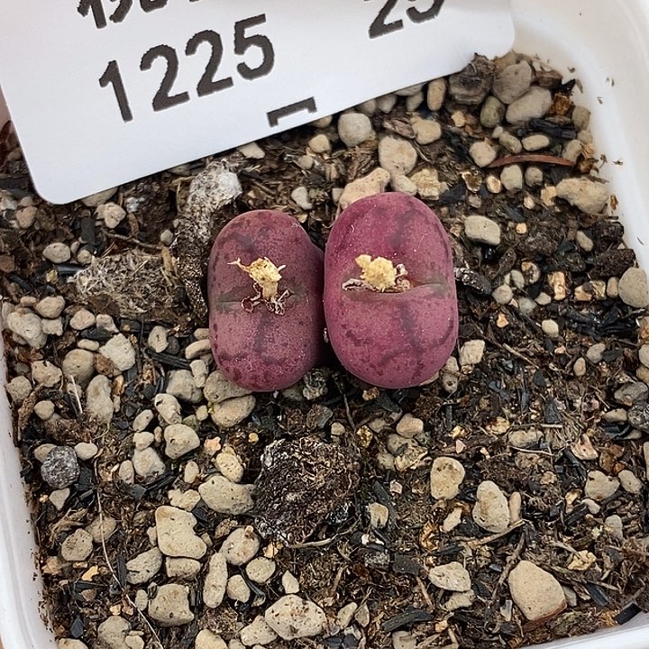 1225-25-杂交。 脱土。    