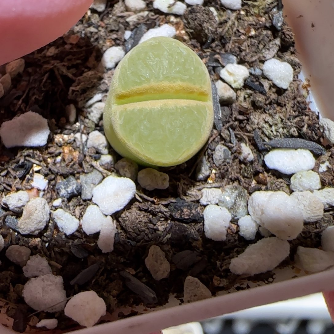 肉锥多肉植物百科-1797.7风铃170