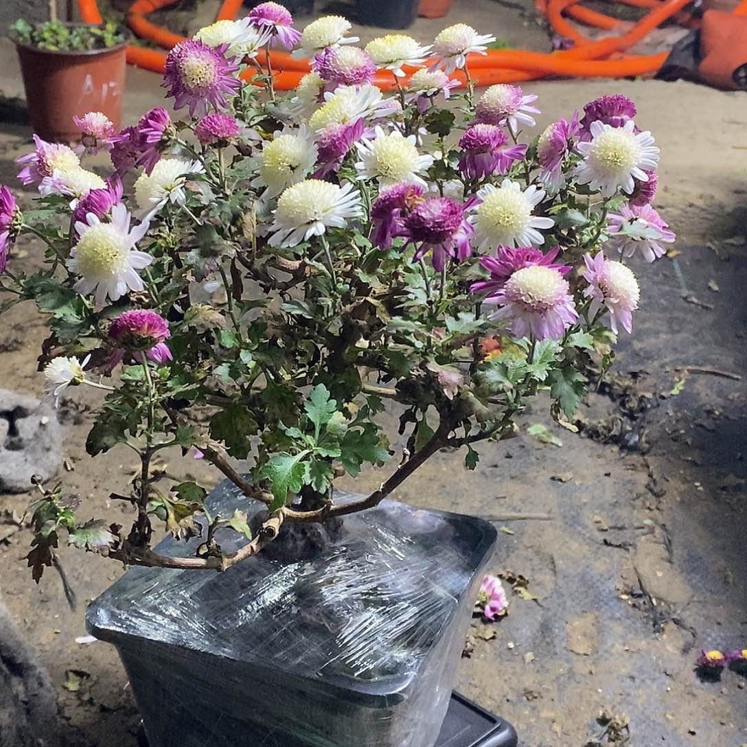 风***韵完全开放菊花菊花盆景