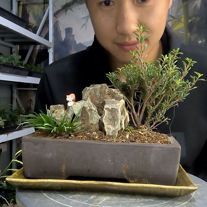 云*仙中青园艺一物一拍220