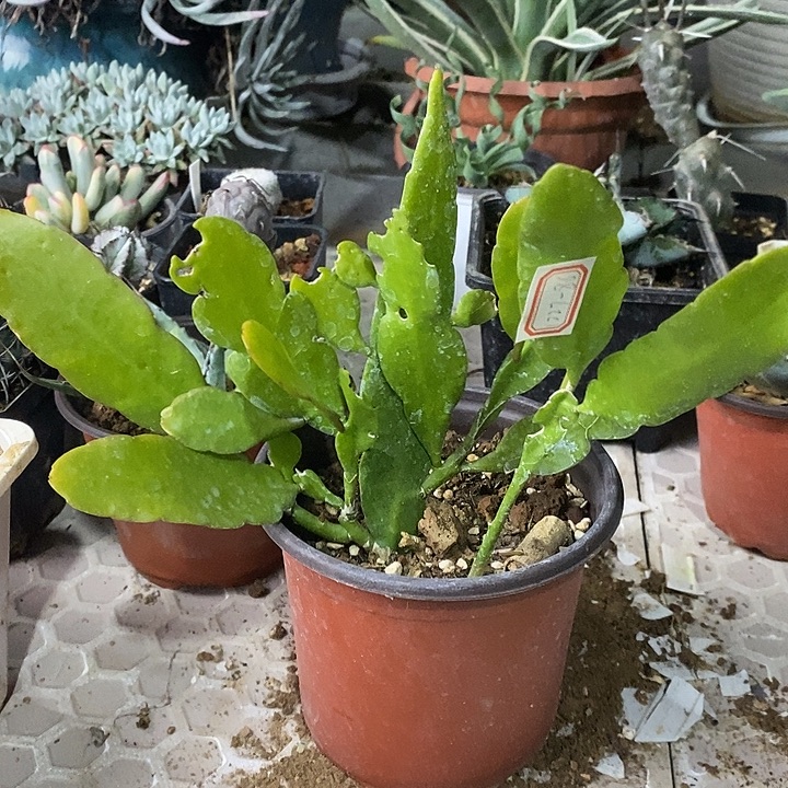 完美主义者勿拍昙花122786