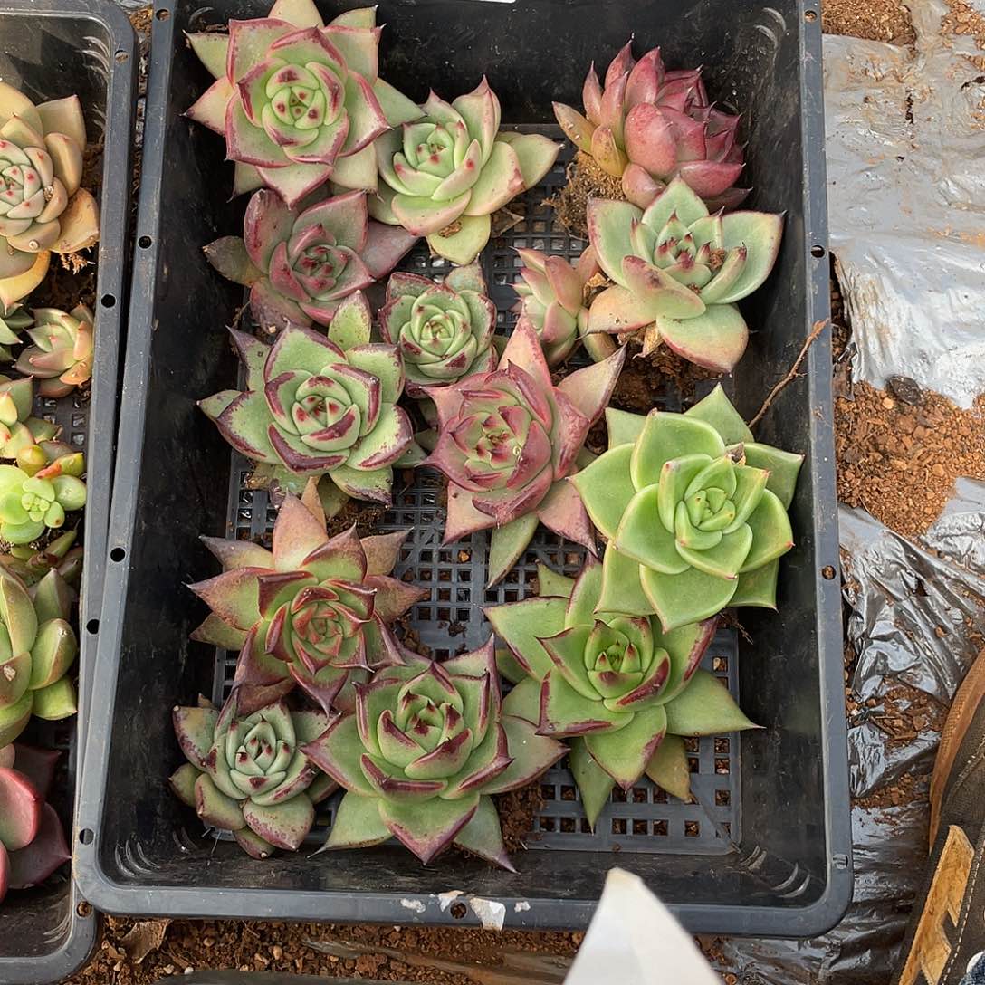 若如东云单拍E552