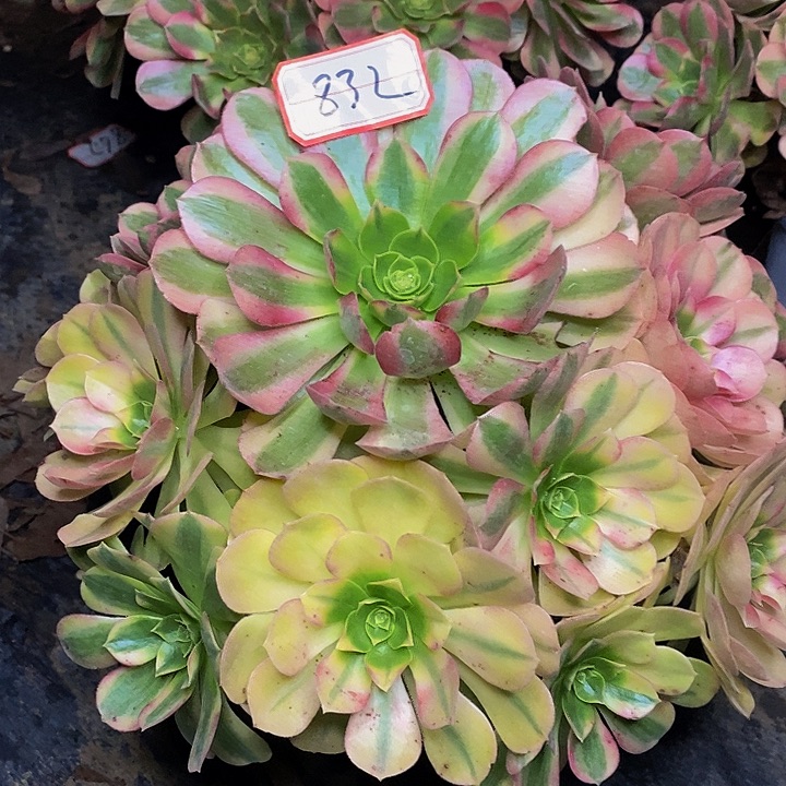 *****雨荷老桩捧花福利的832号