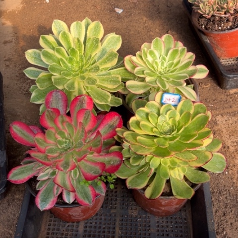 242多肉植物组合