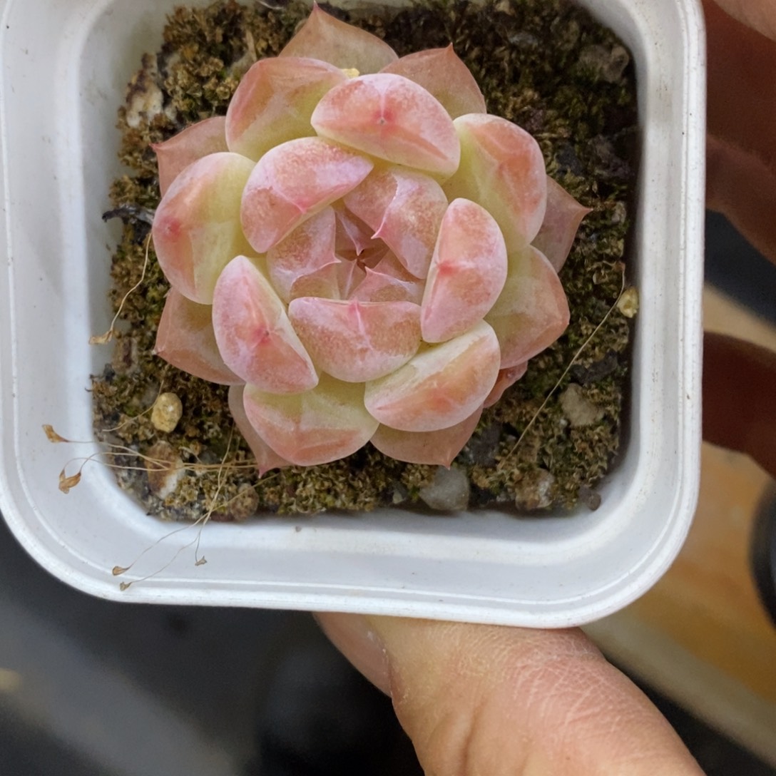 精品多肉一物一拍不包整215
