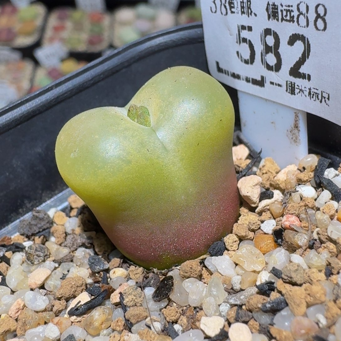 Ssss精品生石花582