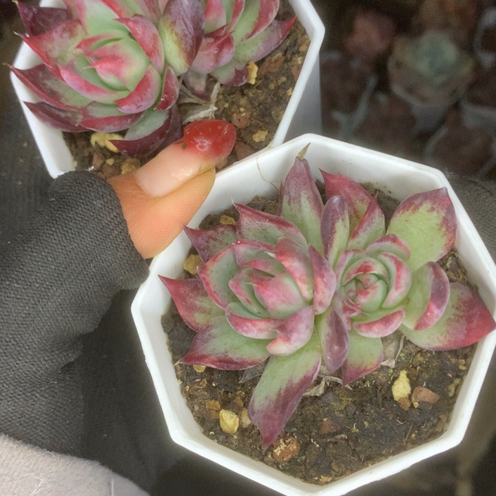 惊鸿细。宽。双。包邮 