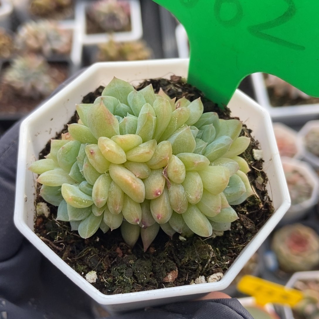 1662冰魄多肉植物保护研究所