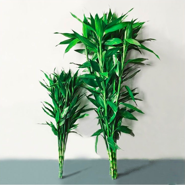 富贵竹水培植物室内客厅转运竹龙竹观音竹办公室桌面绿植四季盆栽