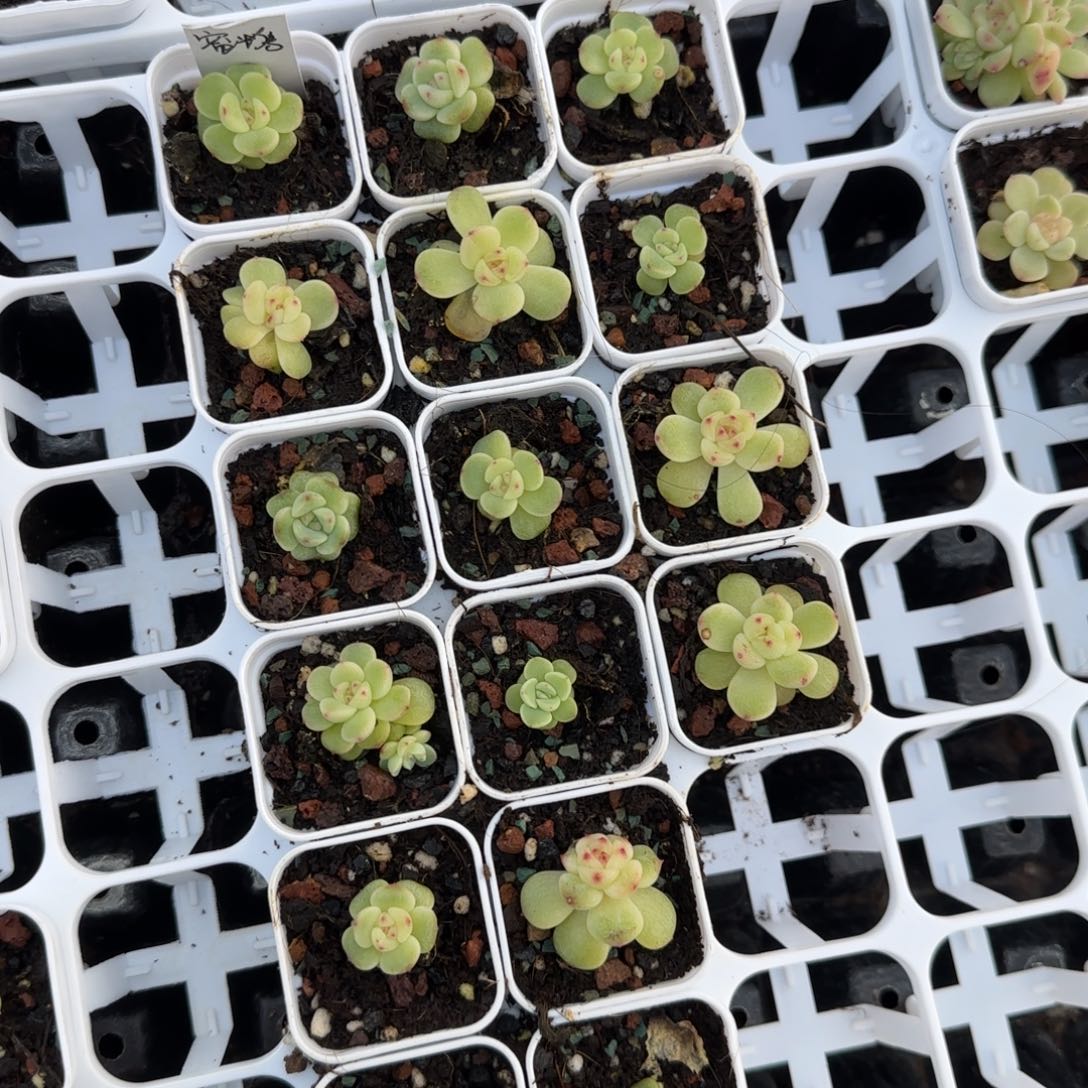 蜜糖盆一个满25包邮