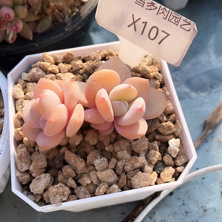 我是第一百个为妖刀应援滴打酱油