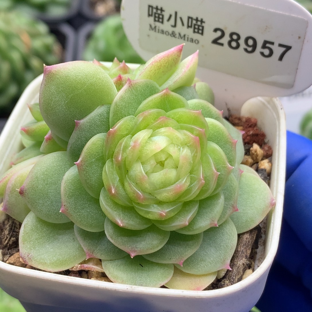 多肉植物杂交珍妮