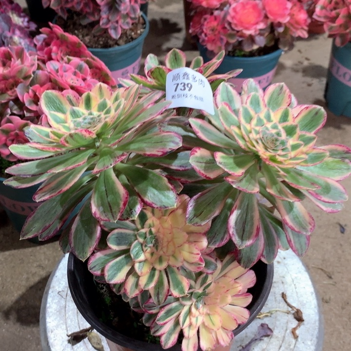 739微锦多肉植物