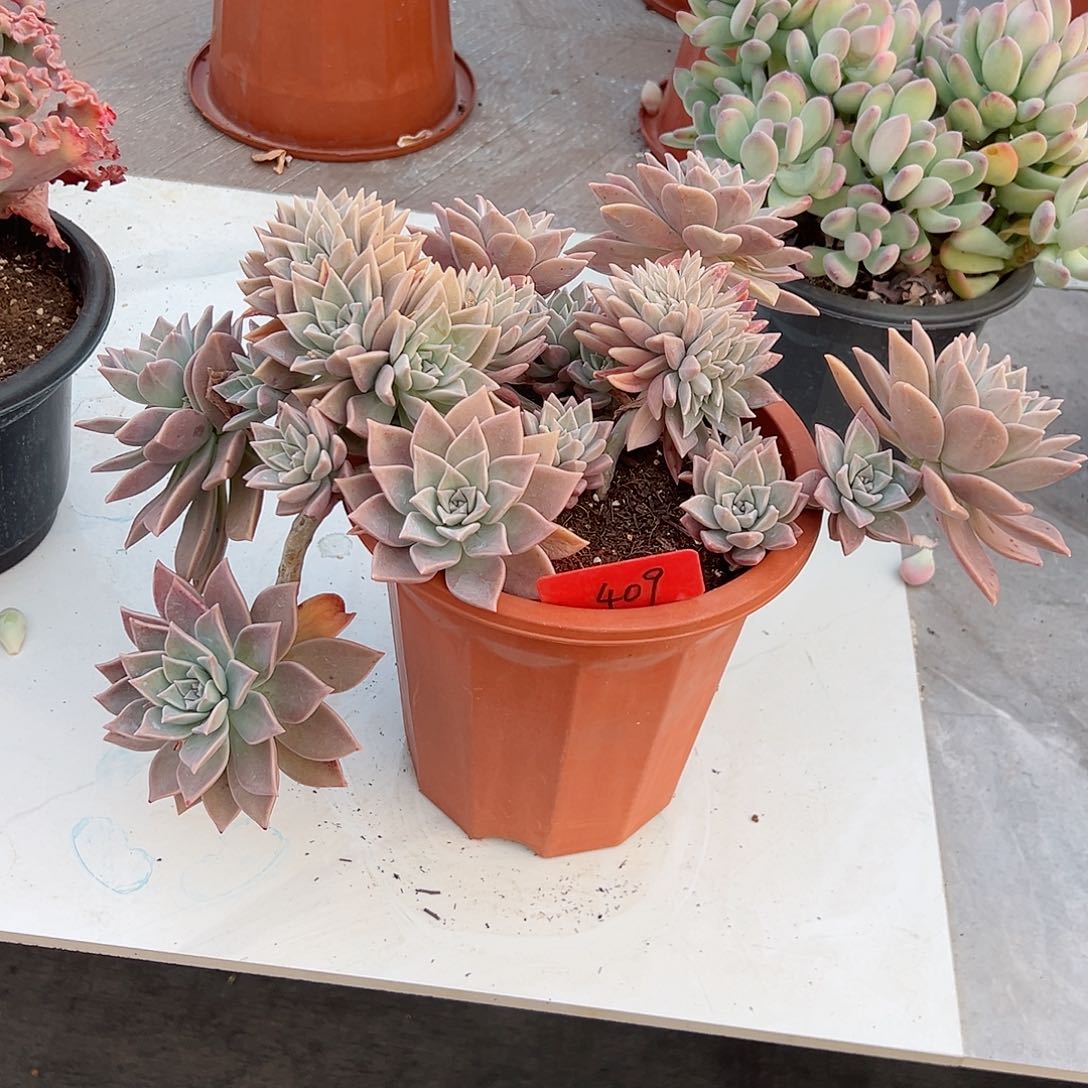 @*露409红粉杂多肉植物