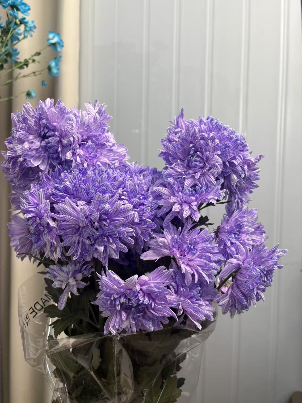 【稀有紫色多头牡丹菊5枝】 2单鲜花升级顺丰冷链/德邦空运