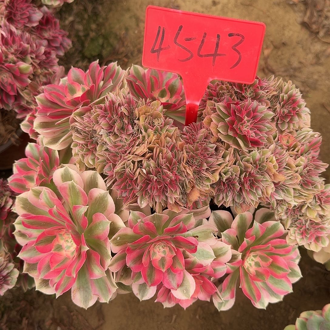 4543女巫缀化多肉