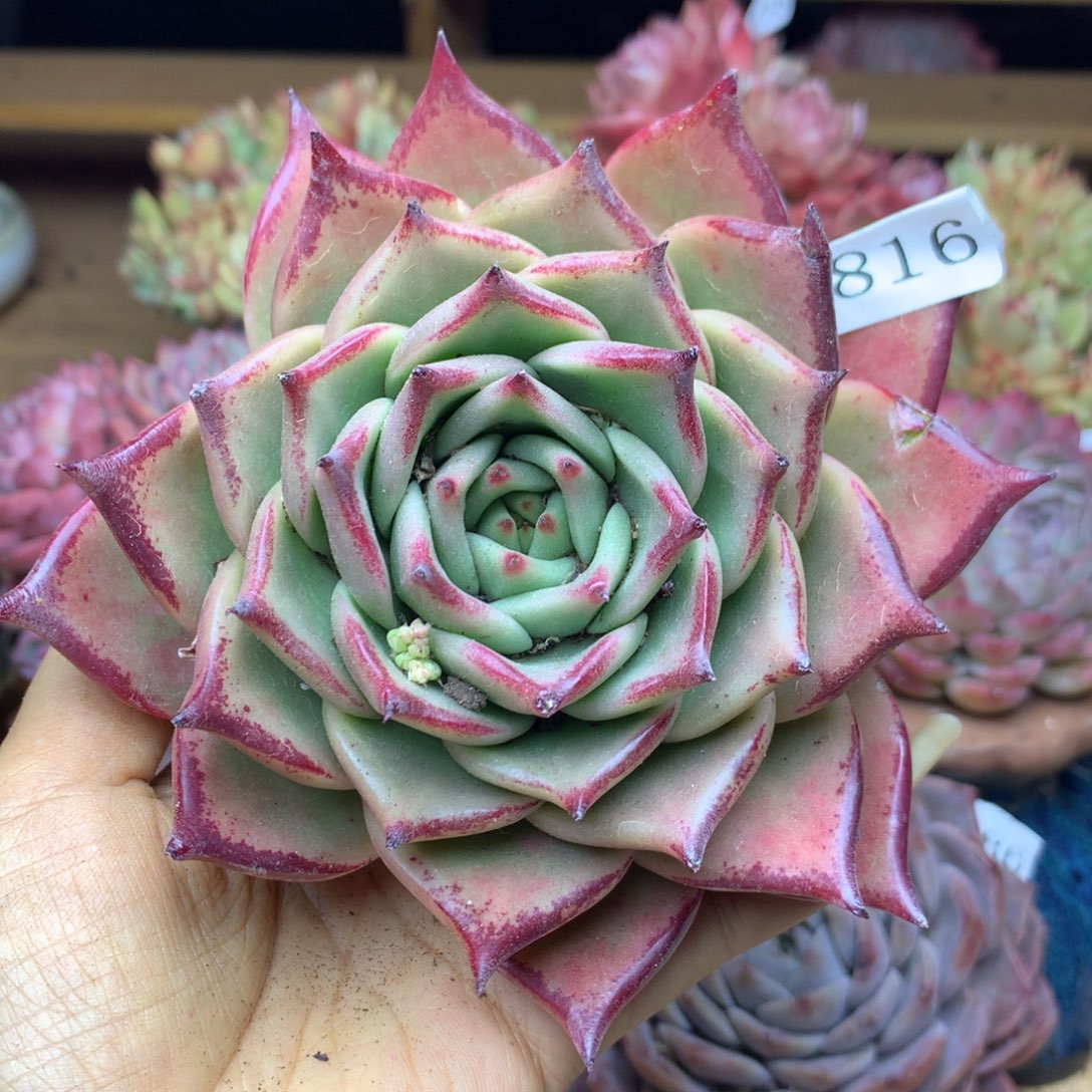 6816新年快乐发发发