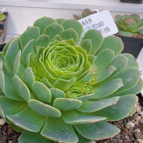 659 山地玫瑰基地福利