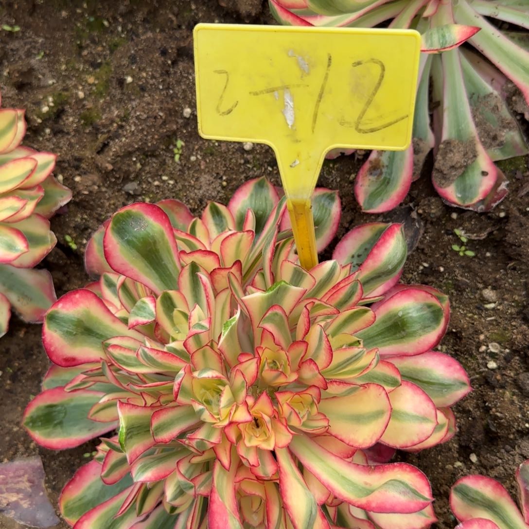 2+12-++多头多肉植物爱丽丝