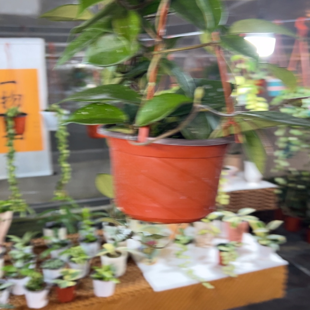 蓉***无花朵卡诺萨球兰大苗