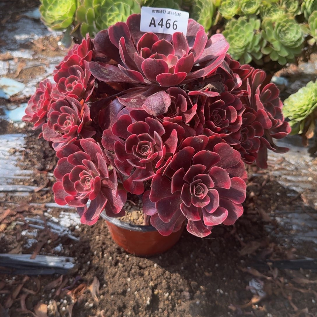 466。爱神 多肉植物