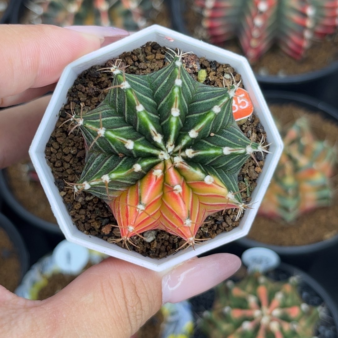 385 带盆土发货 福利