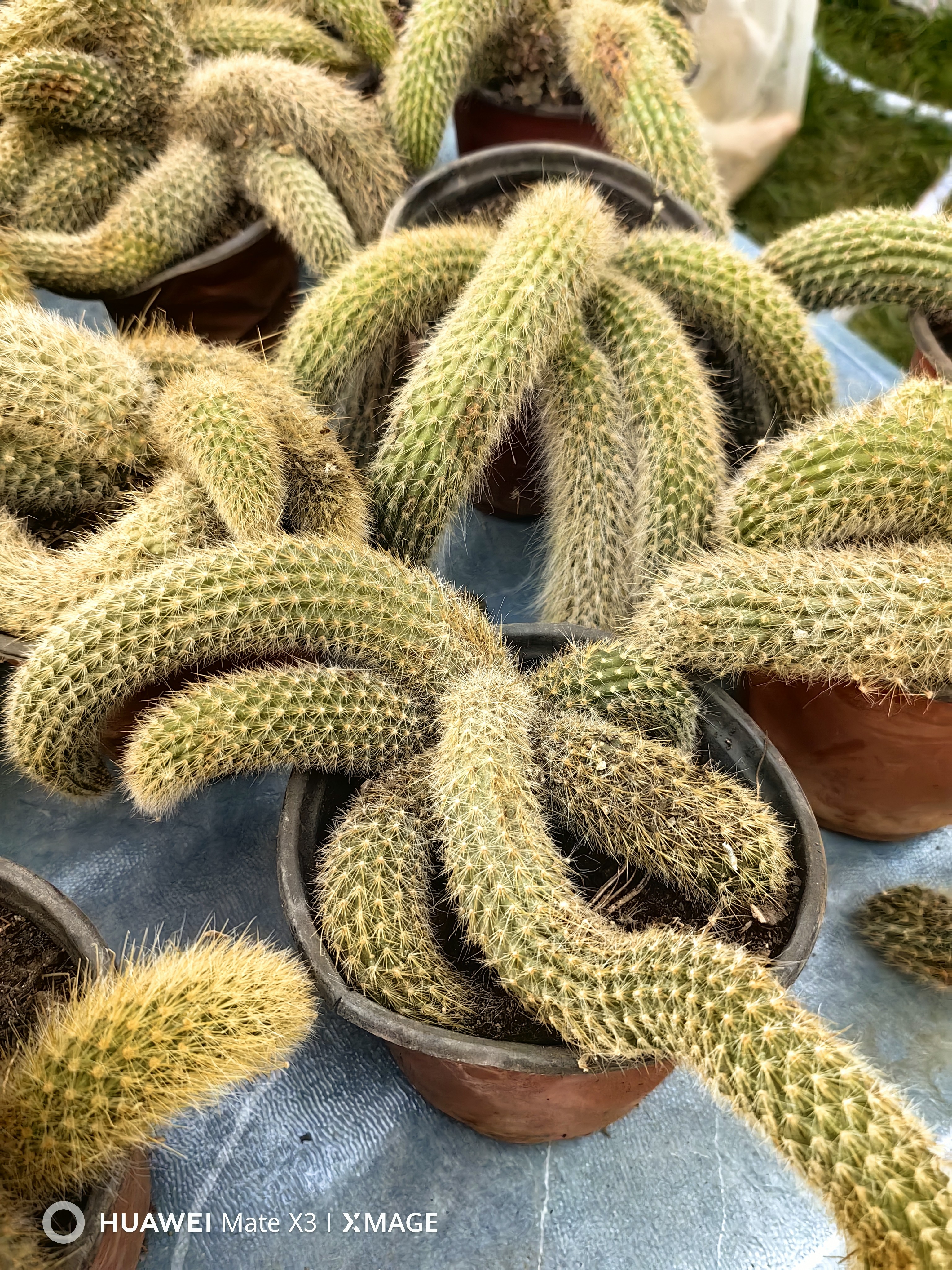 九尾狐多肉，全疆包邮（新疆以外地区满58包邮，零下拍保温）