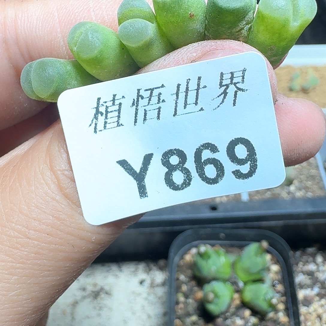 869盒多肉植物哇f