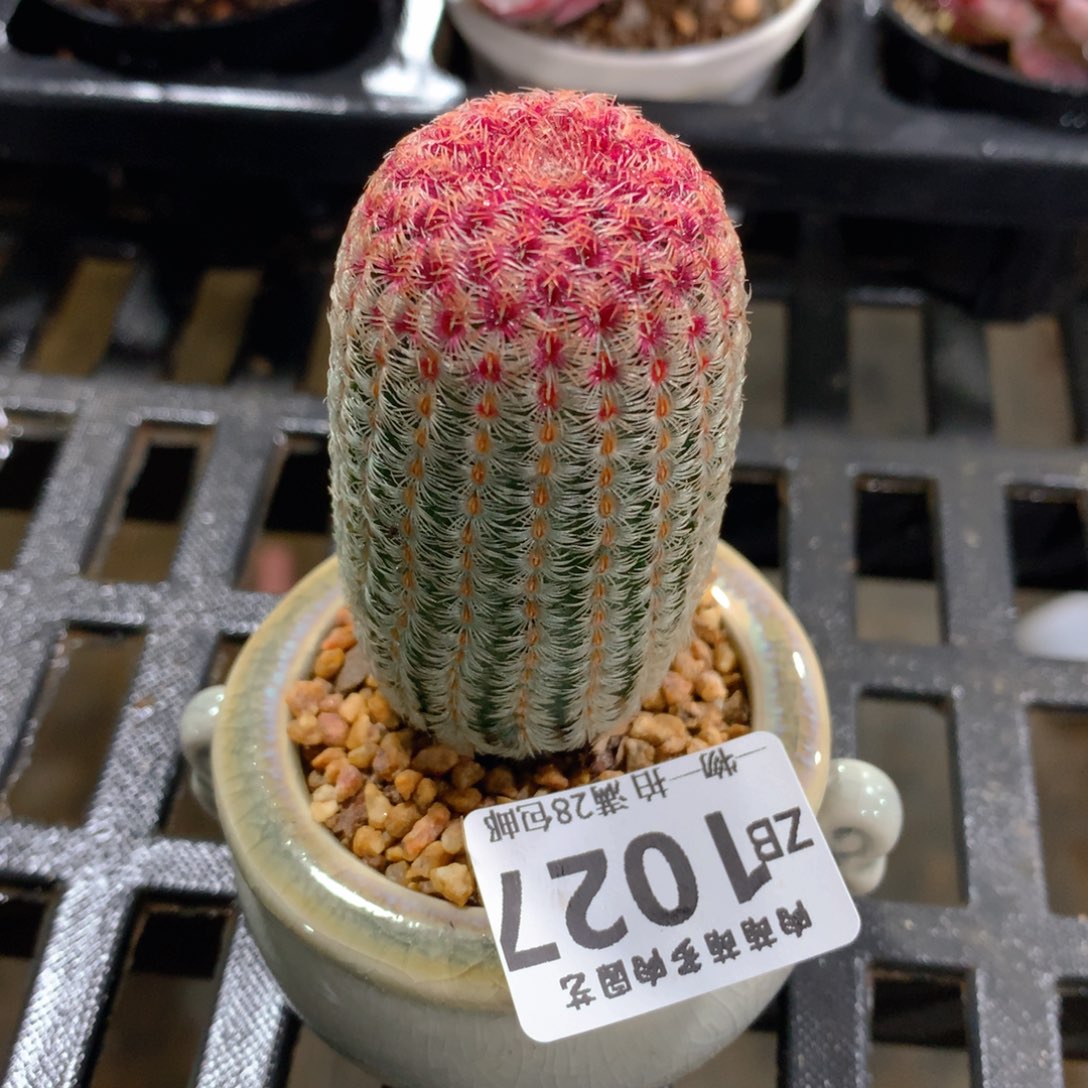 肉萌萌拇指盆精控多肉ZB1027