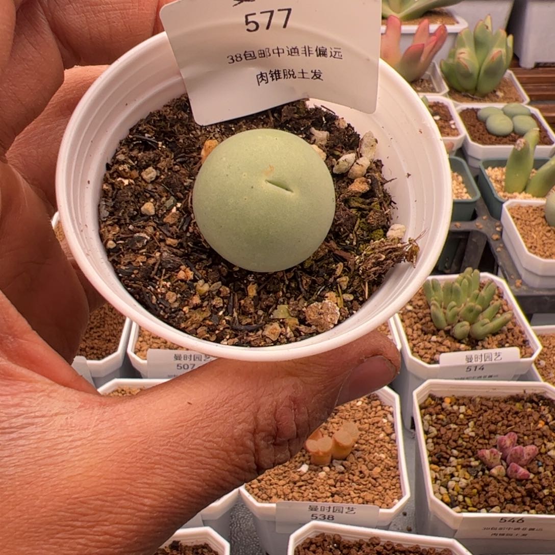 3.8鸽子蛋多肉植物577