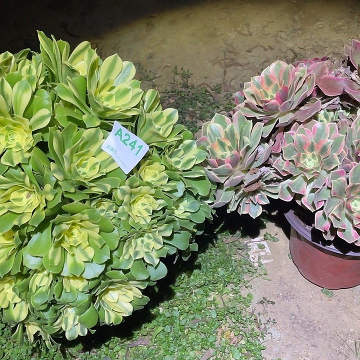 海***月多肉植物断枝不包241欣尼亚女妖