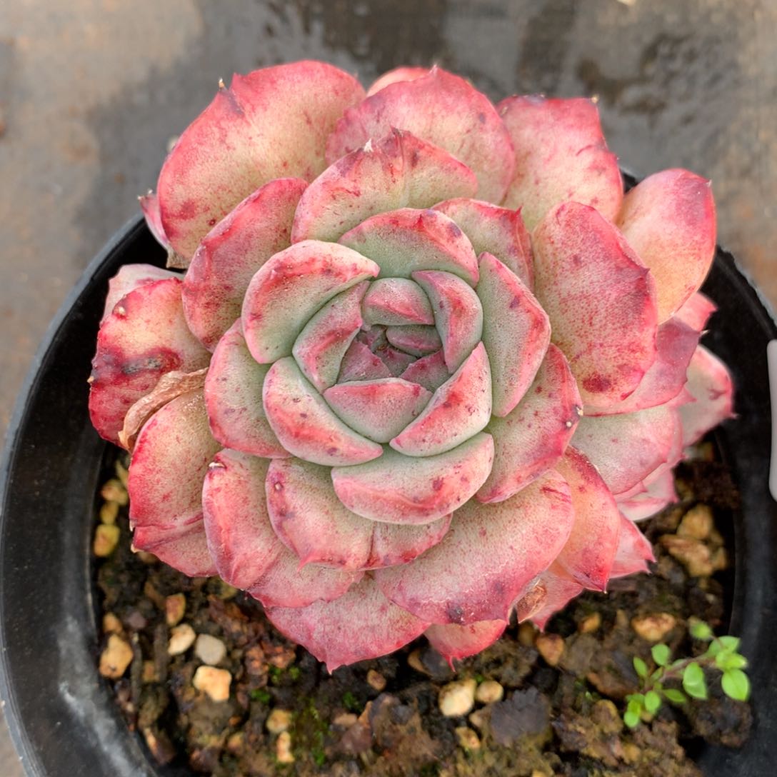 1340杂交精品基地7厘米