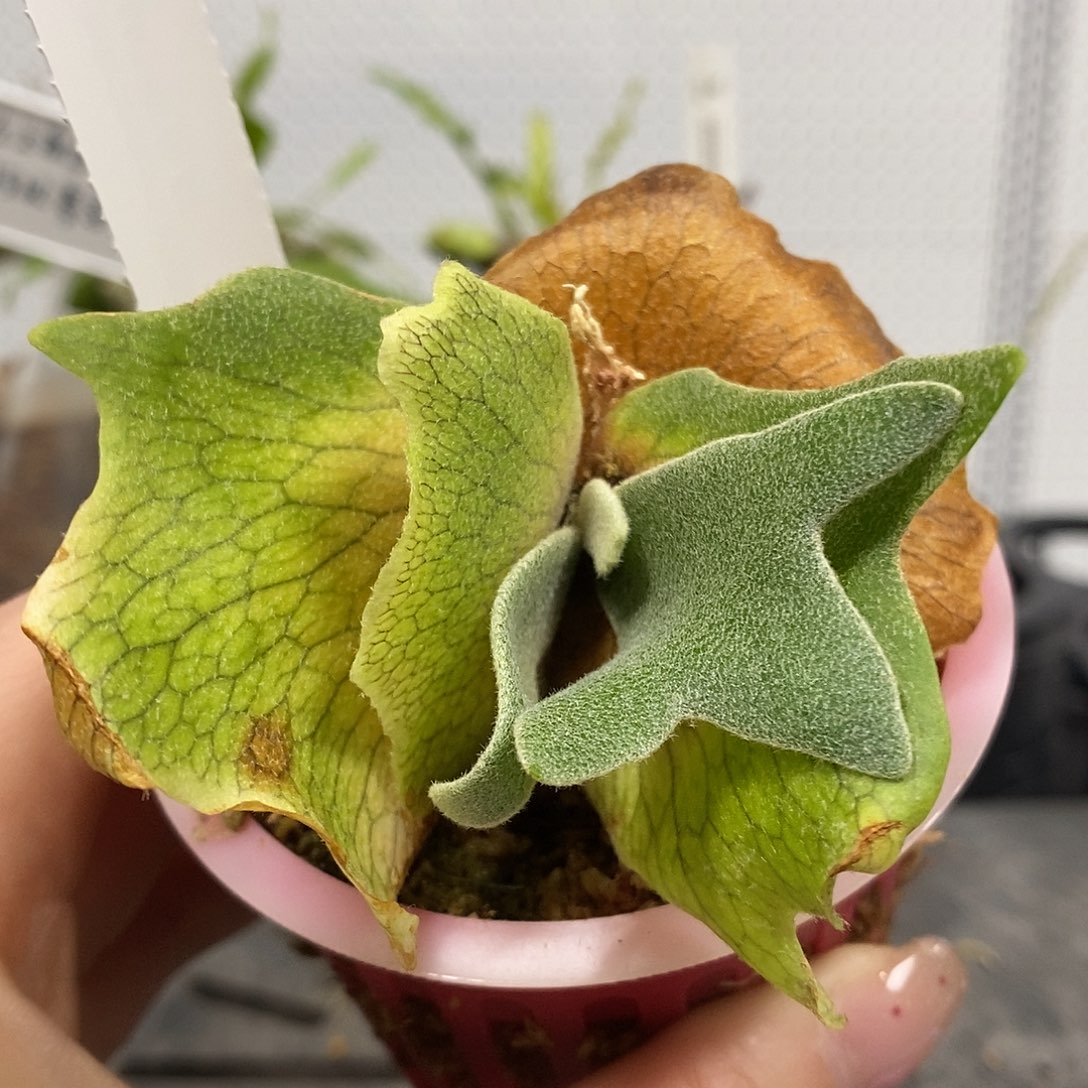 无花朵omg鹿角蕨666