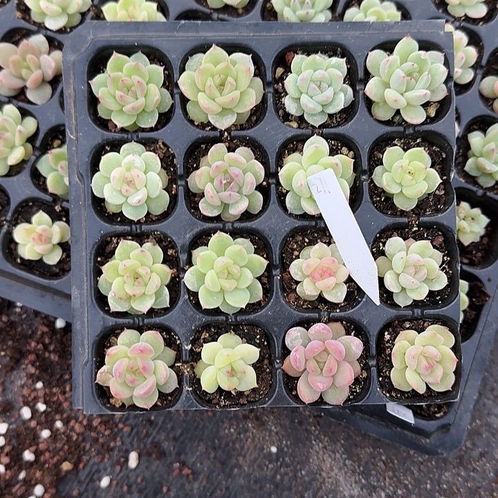 如图编号271新珍妮穴盘苗随机一份16棵