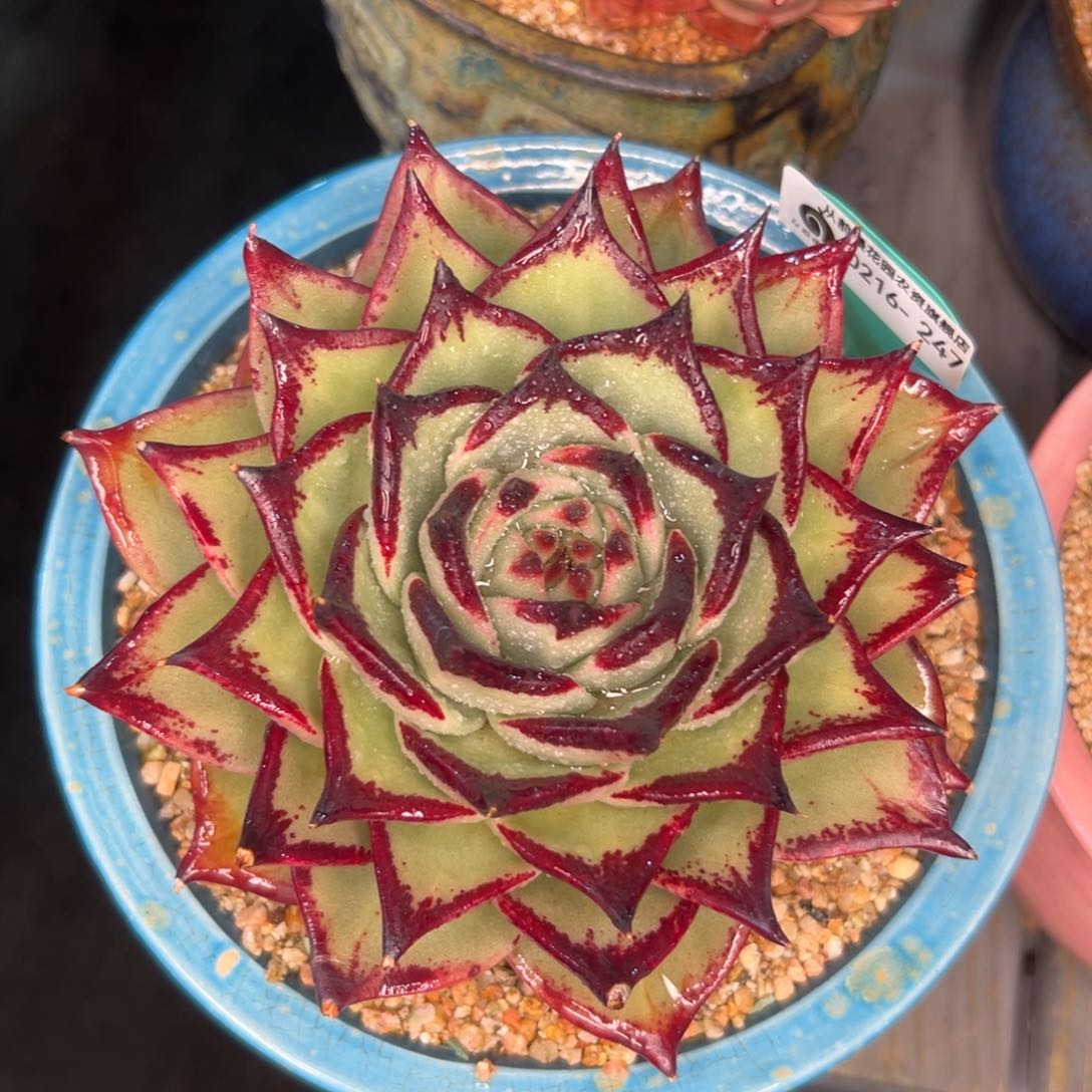 多肉一物一拍0216-247