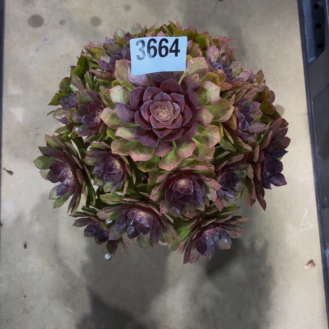 无花朵3664红魔11111