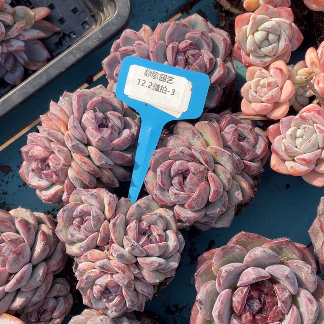 1202-3-紫色魅影双头起一颗