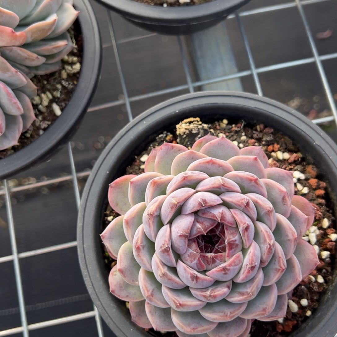 尋*4785肉肉肉肉肉肉肉肉