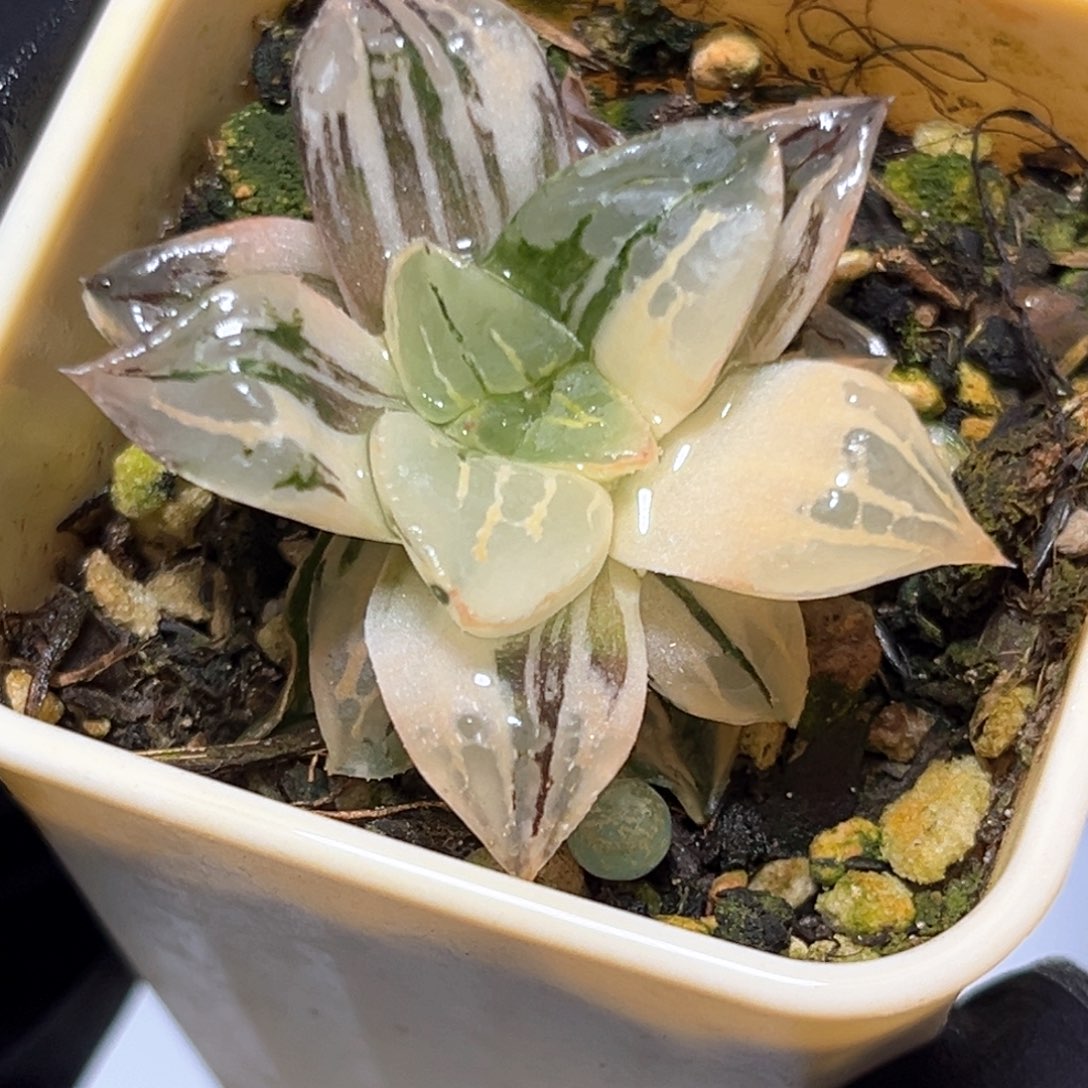 恭喜发财大吉大利4501