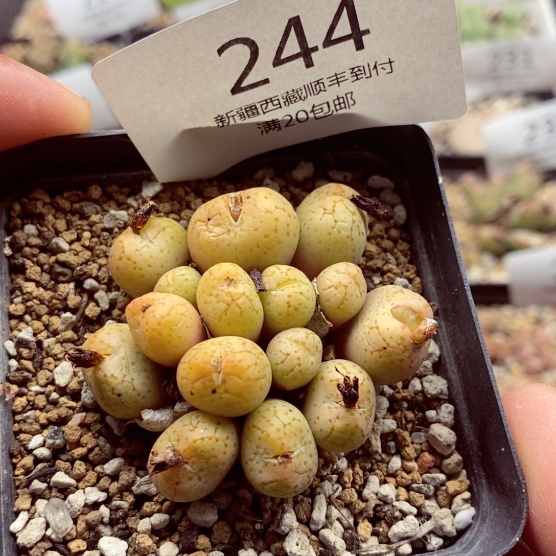 我的小姐姐们都是我244